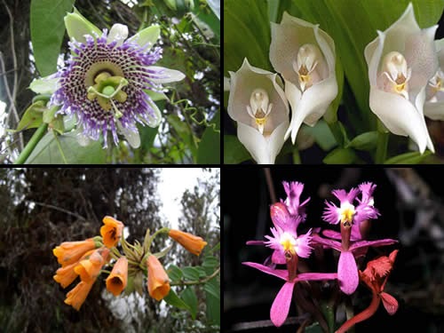 Download 44 Gambar Flora Flora Terbaik Gratis