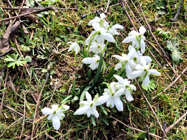 First signs of spring