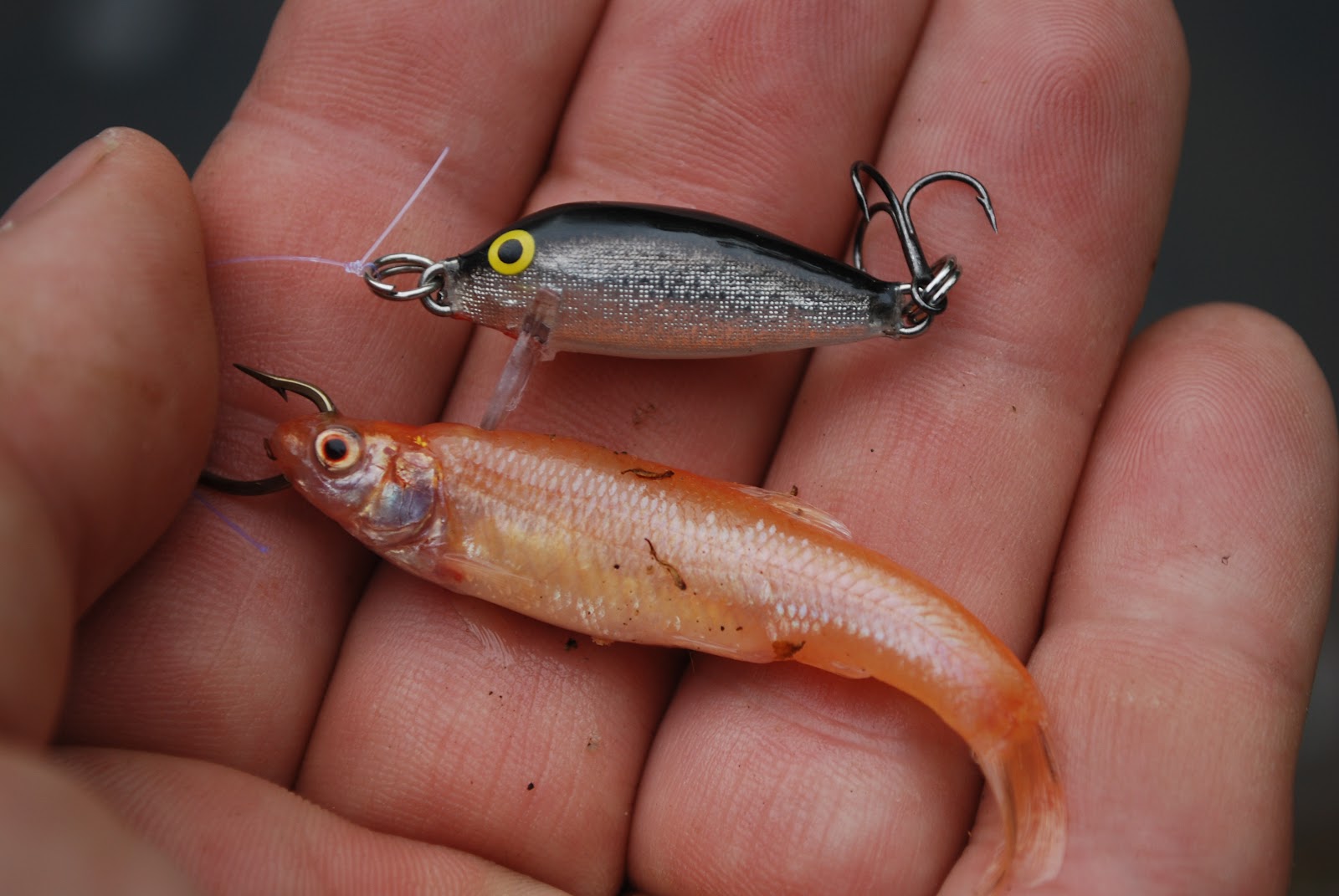 Litton's Fishing Lines: Brown Trout on Rapalas and Fathead Minnows