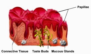 cross section of tongue