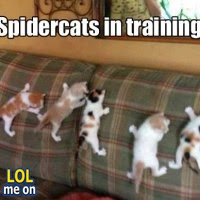 Spidercats in training