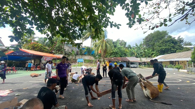 Idul Adha 2022, Polres Kotabaru Kurban 19 Ekor Sapi, 1 Ekor Kambing