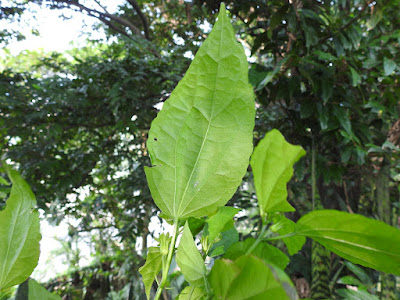 南美朱槿的葉（背面）
