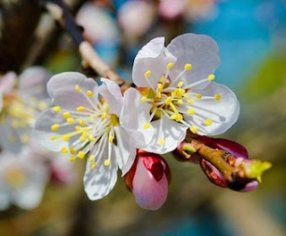 Flor do Damasqueiro Prunus armeniaca