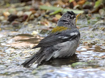 Northern Parula