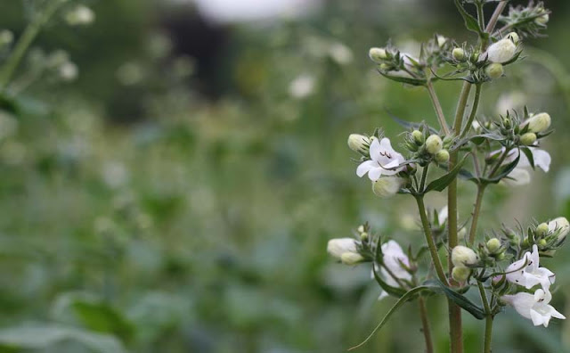 Foxglove Beardtongue Flowers Pictures