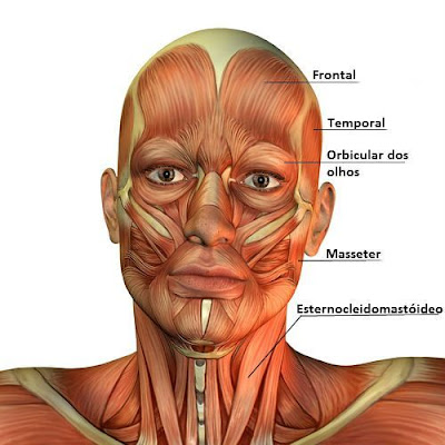 Sistema muscular