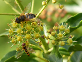 Tapered Drone Fly Eristalis pertinax and Marmalade Hover Fly Episyrphus balteatus on Ivy Hedera helix flowers.  Indre et Loire, France. Photographed by Susan Walter. Tour the Loire Valley with a classic car and a private guide.