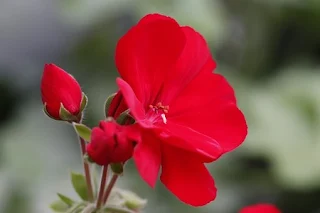 geranium