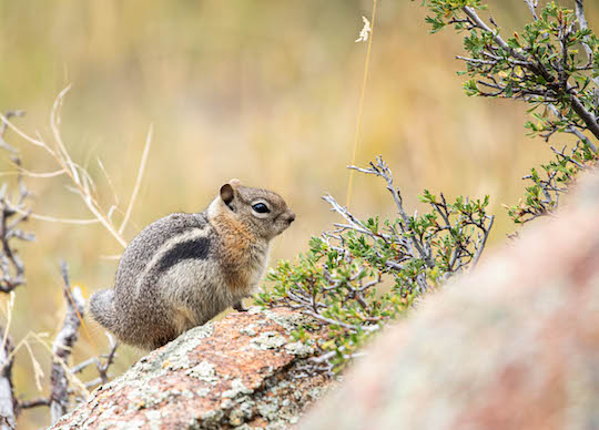 Golden Mantled Ground Squirrel in Moraine Park Campground in Rocky Mountain National Park