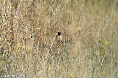 Bitxac comú (Saxicola rubicola)