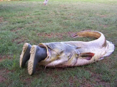 Man eaten by a fish