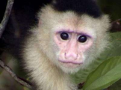 cute capuchin monkey picture