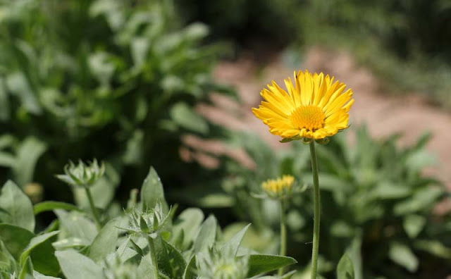 Gaillardia Grandiflora Mesa Yellow Flowers