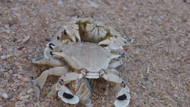 Dos Palmas crabs