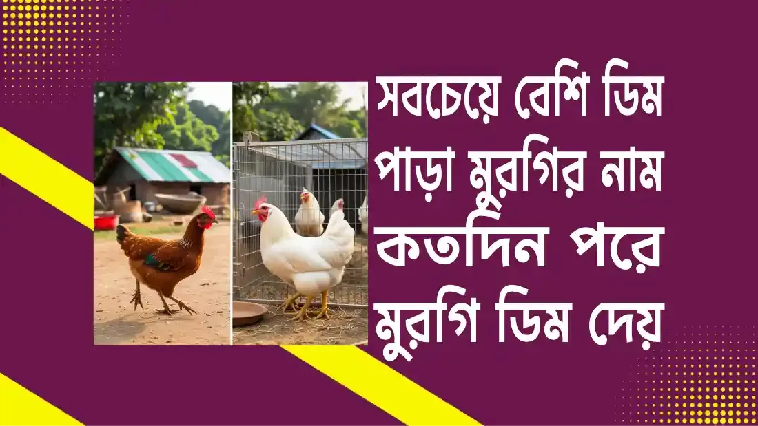 সবচেয়ে বেশি ডিম পাড়া মুরগির নাম