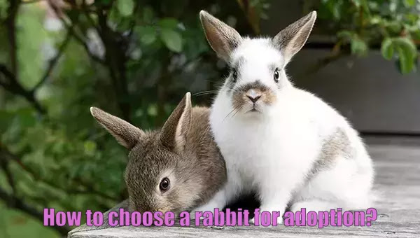 rabbit,rabbit care,pet rabbit,rabbit adoption,how to adopt a rabbit,rabbits,bunny rabbit,adopting a rabbit,how to care for a rabbit,how to set up a litter box for a rabbit,5 things to know before adopting a rabbit,cost for raising a bunny,how to set up a playpen for your rabbit,rabbit toys,how to bond with rabbit,house rabbits,how to catch a rabbit,how to choose the right rabbit,rabbit cage,how to bond a rabbit,owning a rabbit