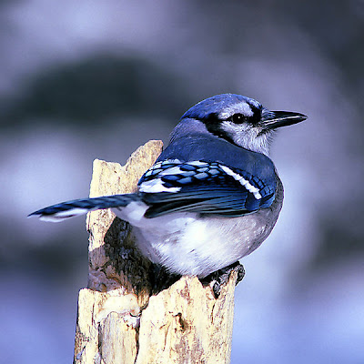 Foto burung blue Jay