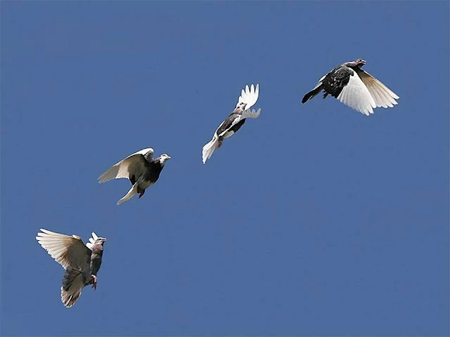 fancy pigeon, homing pigeon, racing homer
