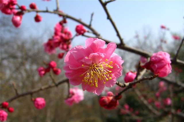 Plum Flowers