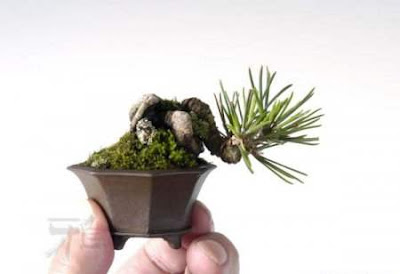 Bonsai Trees and Their Beauty Seen On www.coolpicturegallery.net