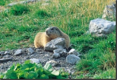 liguria_biodiversita8