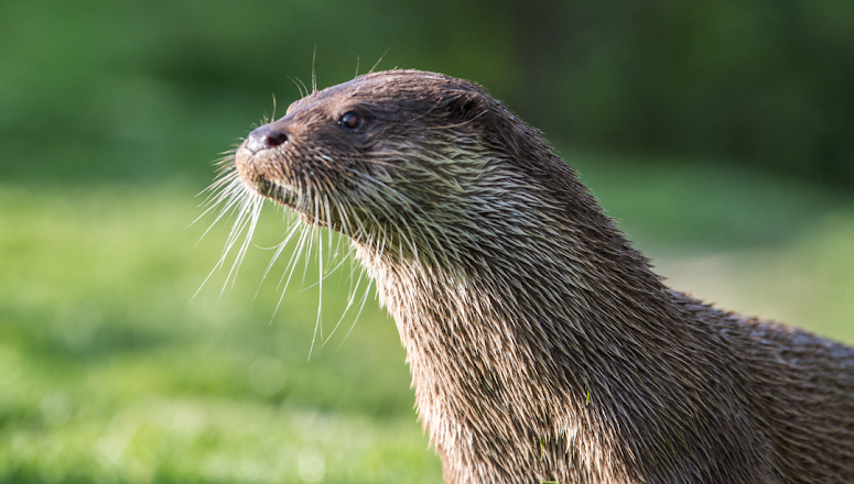 Are Otters Dangerous?