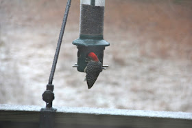 red-bellied woodpecker feeding on sunflower seeds