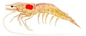 BC Spot Prawns tomalley hepatopancreas anatomy