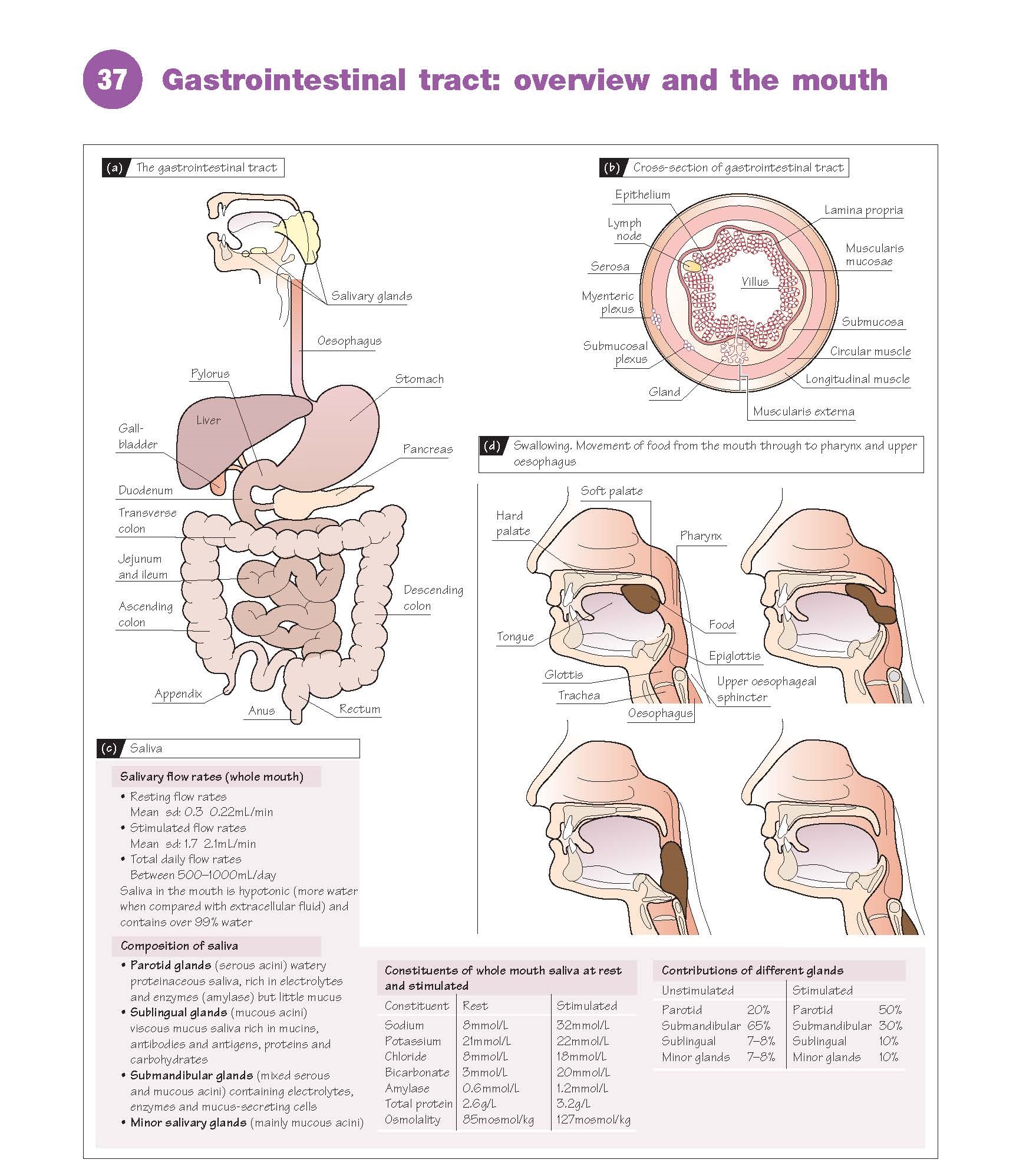 Gastrointestinal Tract: Overview And The Mouth