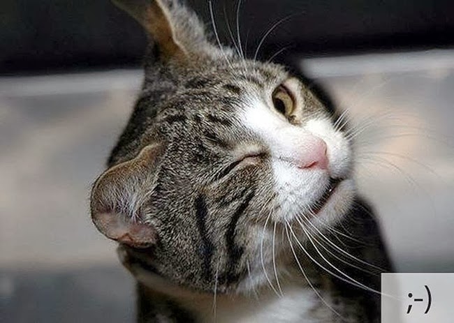 http://www.funmag.org/pictures-mag/funny-pictures/funny-cat-emotions/