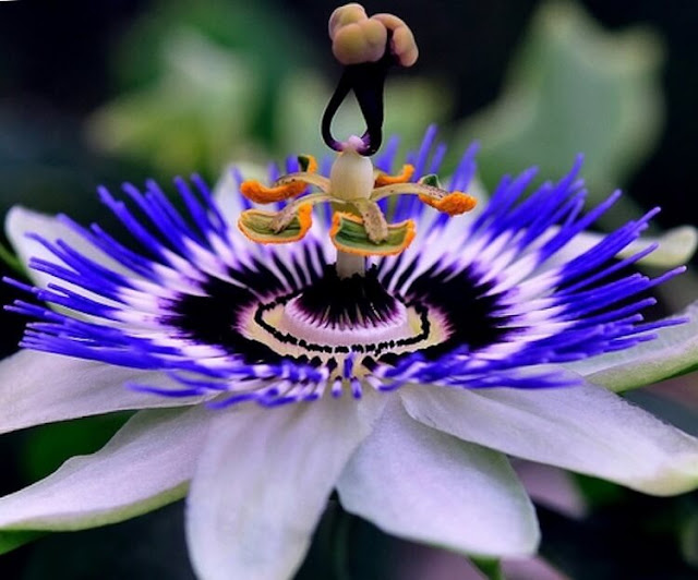 Passionflower (Passiflora alata)