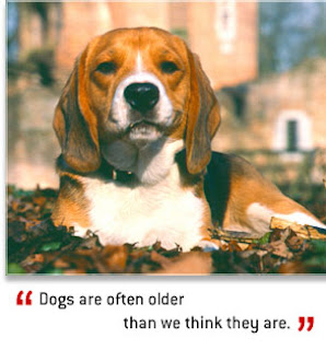 Health Care For Your Older Dogs