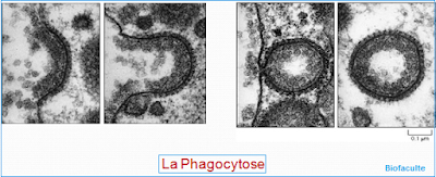 Phagocytose