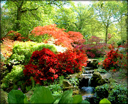 The English Rhododendron Season (dsc )