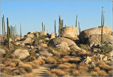 Baja Rocks