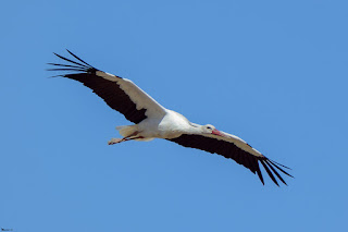 cigüeña blanca-ciconia ciconia-aves-aves acuaticas-cigüeña blanca en vuelo-