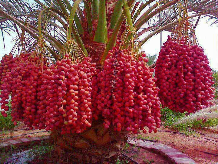 buah pohon kurma buah kurma merah.jpg
