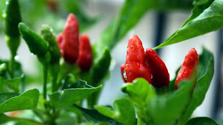 close up of peppers growing on a plant