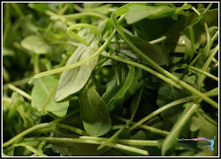 Arugula