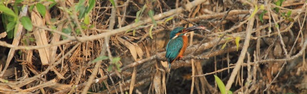 Small Blue Kingfisher at Ranganathitu Bird Sanctuary