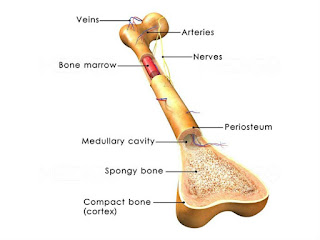 La moelle osseuses,définition et types