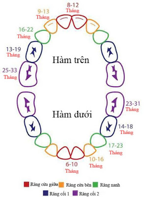 Thứ tự mọc răng ở trẻ em