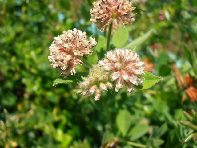 Flores de la UNCIANA: Dorycnium rectum