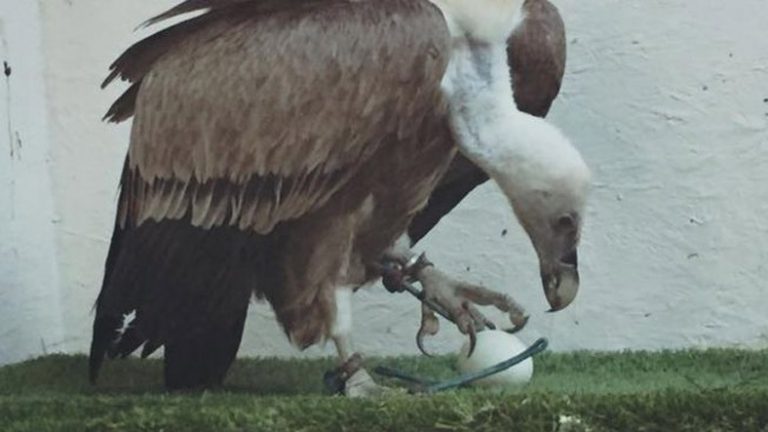 25 Tahun Dianggap Pejantan, Burung Ini Tiba-tiba Bertelur