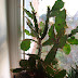 Opuntia brasiliensis oder Brasiliopuntia brasiliensis