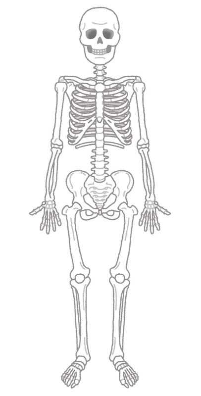 人間の骨格のイラスト 人体 かわいいフリー素材集 いらすとや