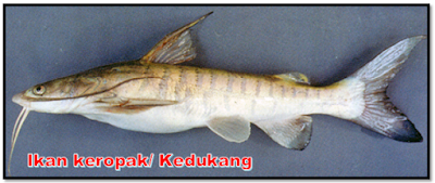 Ikan Kerpak atau Kedukang