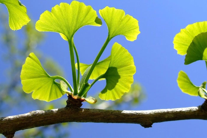 ginko biloba diabetes