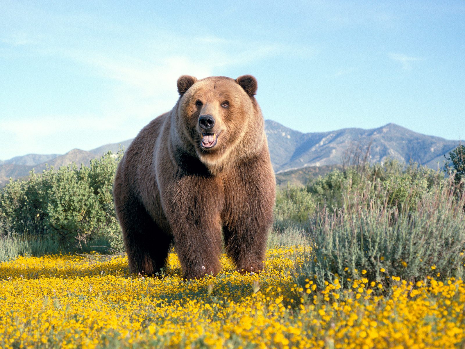 Funny fat bear widescreen wallpaper |Funny Animal